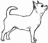 Dog Drawing Outline Chihuahua Clipart Dogs Clip Drawings Simple Cute Funny Pet Easy Cat Chiwawa Coloring Drawn Cliparts Puppy Printable sketch template