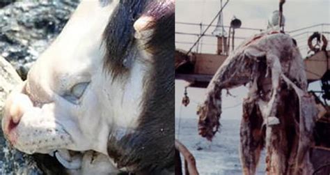 17 real life monsters and the truth behind each