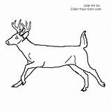 Deer Buck Whitetail Coloring Line Pages Bucks Color Drawing Tail Outline Kids Drawings Own Running Hurry Index Result Visit Animal sketch template