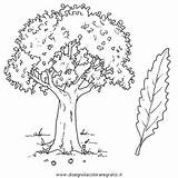 Disegni Castagno Midisegni Alberi Bambini Araguaney Kasztan Magosto Dibujos Castaño Kolorowanki Spogli Arboles Piante Infanzia sketch template