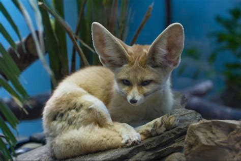 prospect park zoo debuts adorable  foxes