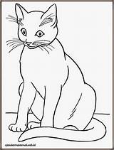 Coloring Cat Pages Cats Cute Kids Realistic Printable Mewarnai Gambar Print Anime Sheets Kucing Color Colouring Kitten Kittens Book Siamese sketch template