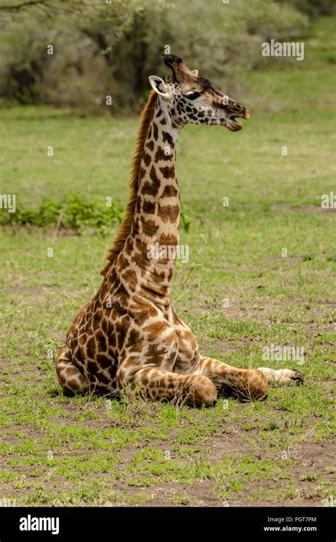 masai giraffe giraffa tippelskirchi intanzania stock photo alamy