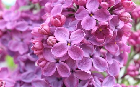 purple lilac flowers  wallpaper
