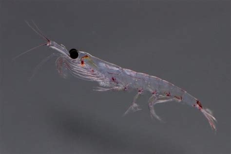 krill stocks  antarctica fluctuate mares scuba diving blog