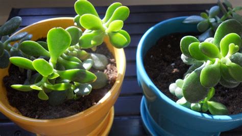 Rooting A Jade Plant Starting A Jade Plant From A Cutting