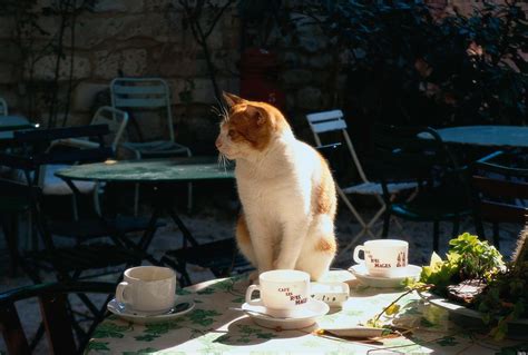 cat cafe plan  paris sparks upset  animal rights activists huffpost