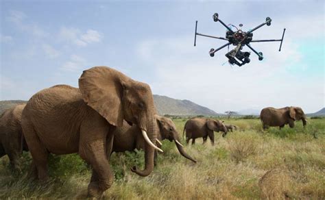 poacher tracking drone   introduced  blockchain project  protect endangered species
