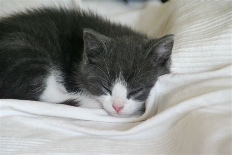 photo sleeping kitten animal cat feline   jooinn