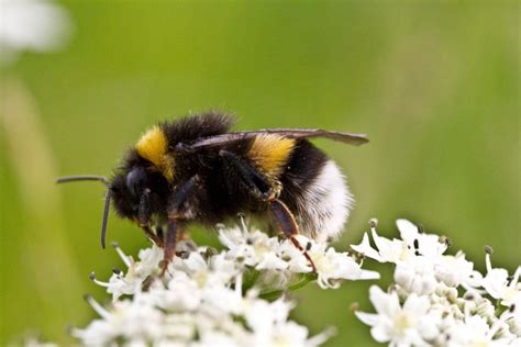 ratgeber wespen bienen hummeln hornissen bestohygienica