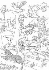 Ausmalbilder Dschungeltiere Malvorlagen Animals Wonder sketch template