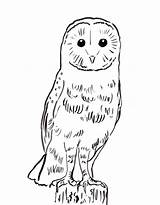 Uil Owl Kleurplaten Printen sketch template