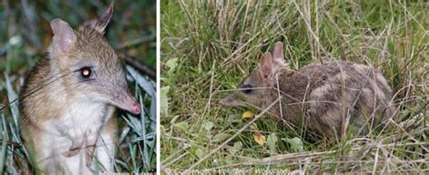 eastern barred bandicoot