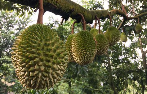 durian growers tips agroharta fertilizer sdn bhd