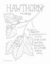 Hawthorn sketch template