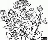 Coloring Rose Bush Drawing Rosebush Designlooter Printable 15kb 250px Getdrawings sketch template