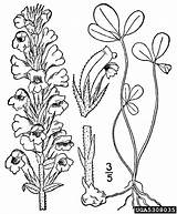 Snapdragon Orobanche Broomrape Orobanchaceae Scrophulariales sketch template