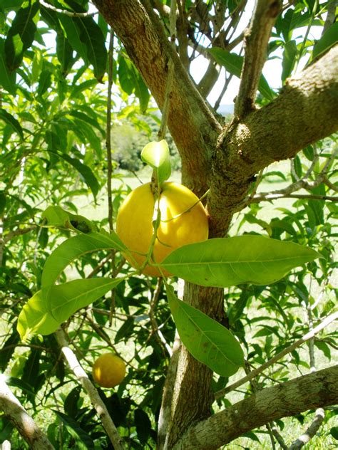 abiu fruit tree  sale fruit trees