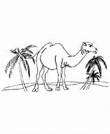 Coloring Pages Desert Camel Camels Kids Animal Animals Drawing Clipart Printable Color Library Clip Coloringhome sketch template