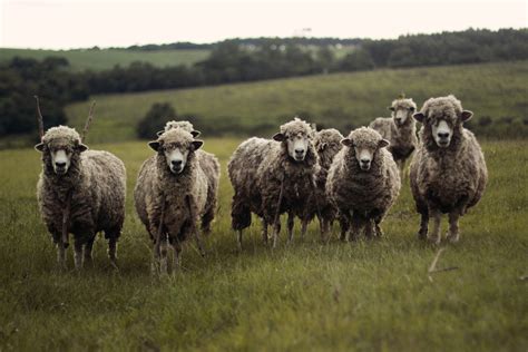 schapen zonder herder weekend   juli dekenaat genk