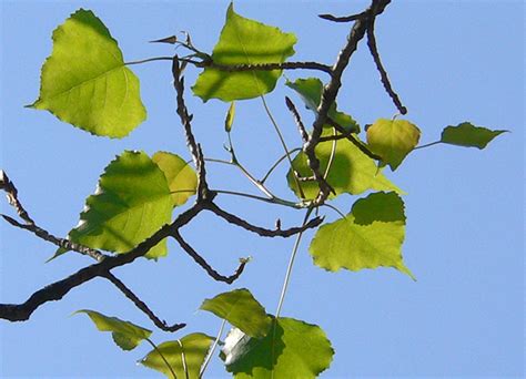 black poplar populus nigra
