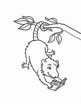 Coloring Possum Reading Pages Opossum Book Drawing Books Template Hanging Cute Choose Board Luna Color Getdrawings Colorluna sketch template