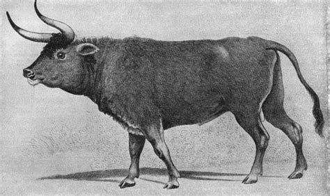 aurochs facts habitat pictures subspecies  diet