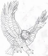 Eagle Coloring Bald Pages Drawing Color Kids Soaring Flying Printable Template Realistic Mandala Head Eagles Line Harpy Colouring Adult Sketch sketch template