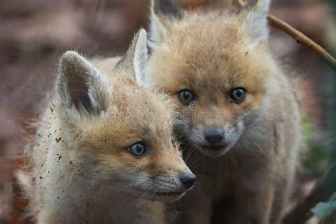 fox pup pair stock image image  wildlife hunt hunter