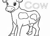 Cow Coloring Realistic Pages Printable Outline Getcolorings Head sketch template