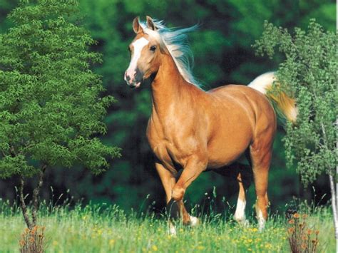 blog de jade mi animal favorito el caballo