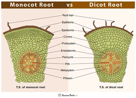 difference  monocot  dicot root cross section rezfoods