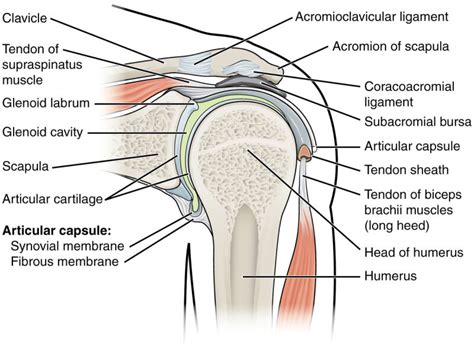 figure shoulder joint anatomy contributed  statpearls ncbi