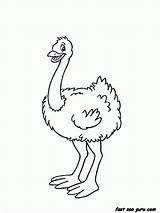 Coloring Ostrich Popular Pages sketch template