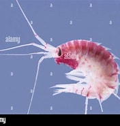 Afbeeldingsresultaten voor "eusirus Longipes". Grootte: 176 x 185. Bron: www.alamy.com