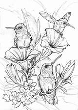 Hummingbird Coloring Pages Drawing Color Rocks Birds sketch template