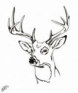 Deer Coloring Head Buck Pages Tail Drawing Whitetail Face Tailed Adult Baby Drawings Clipart Deers Mother Reindeer Sketch Doe Getdrawings sketch template