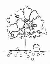 Apfelbaum Ausmalbild Pommier Macieira Apples sketch template