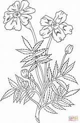 Marigold Flower Pages Coloring Drawing Flowers Colouring Sketch Supercoloring Printable Marigolds Clipart Cartoon Au Gay Boy Cute Library Paintingvalley Choose sketch template