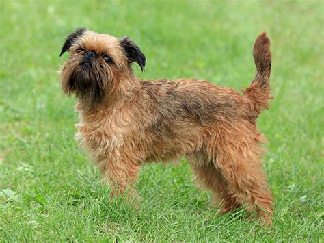 griffon terrier stock  pictures royalty  images istock