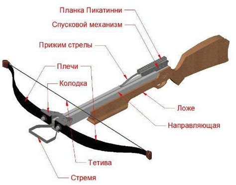 anatomy   crossbow