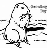 Marmot Bellied Groundhog sketch template