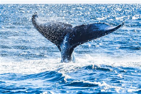 whale tail christopher martin photography