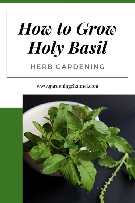 grow holy basil ocimum tenuiflorum tulsi gardening channel