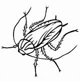 Cockroach Insect sketch template