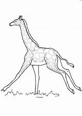 Giraffe Giraffa Stampare Pianetabambini Versione Singolarmente sketch template