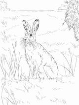 Hare Feldhase Liebres Ausmalbilder Jackrabbit Hasen Colouring sketch template