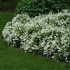 Image result for "folia Gracilis". Size: 100 x 100. Source: www.cultivategardens.co.uk