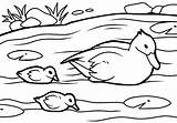 Patos Papere Pato Enten Colorear Ducks Gostar Infantis Escola Faça Imprima Print Ou Malvorlagen Letzte sketch template