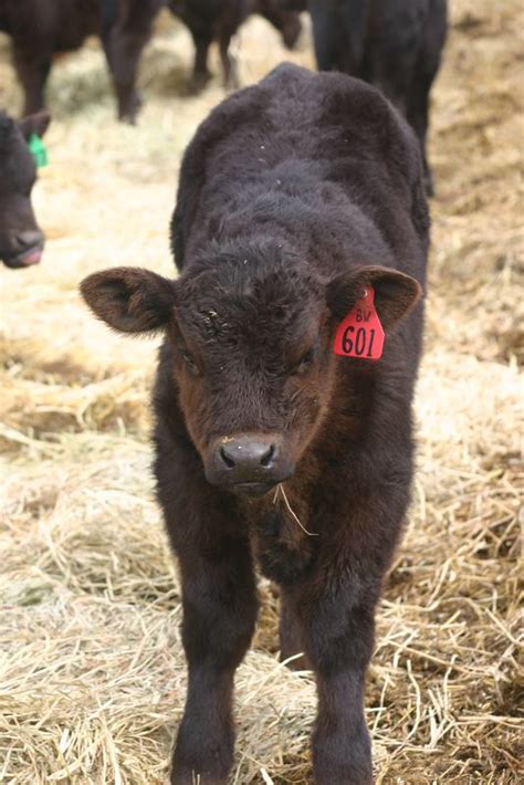 boardwalk bull calf butter creek club calves lautner farms